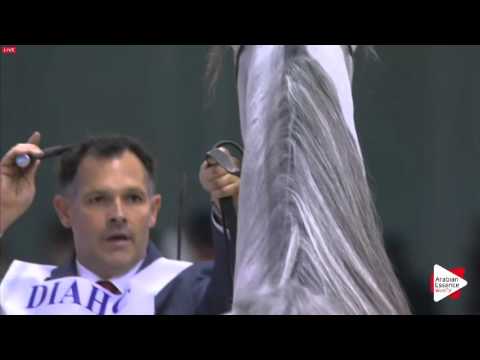 N.213 E.S. SARAB - Dubai 2016 - Stallions 4-6 years old (Class 12)