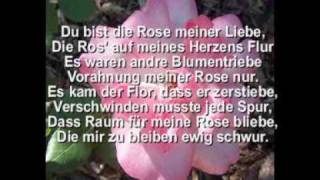 Red Roses for my Lady