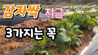 감자 싹 올라오면 꼭해야할 3가지 굵고 다수확