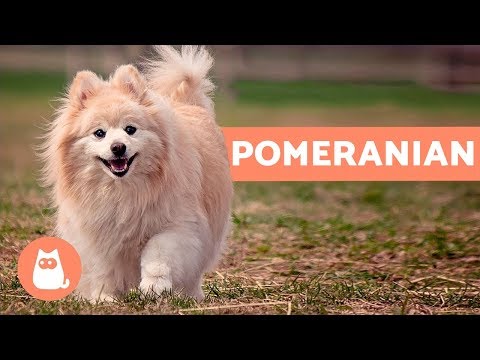 , title : 'All About the POMERANIAN - Characteristics and Care'