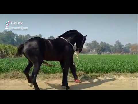 Horses Cuming