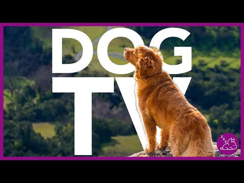 DOG TV - 15 HOURS OF THE MOST ENTERTAINING VIDEO FOR DOGS!