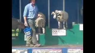 The Sheep Show; The Borders Show; Kelso: Scotland 28th July 2012