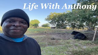 Life With Anthony | A Day In The Life | Attack Of The Fire Ants