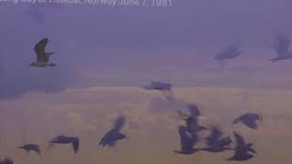 ECHO AND THE BUNNYMEN - Broke My Neck - 2021