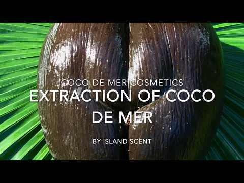 Extraction of Coco de Mer