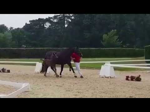 Ausnahmefohlen QUALIFIZIERT für LIENEN Hengstfohlen SIR HEINRICH