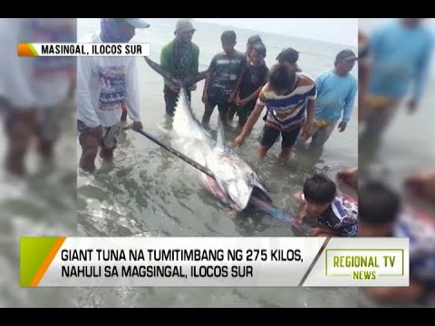 Regional TV News: Giant Tuna