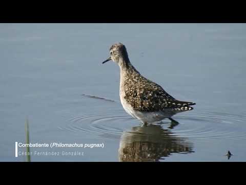 Vídeo de Philomachus pugnax. <em>© César Fernández González