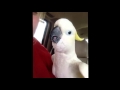 Allahu Akbar Bird