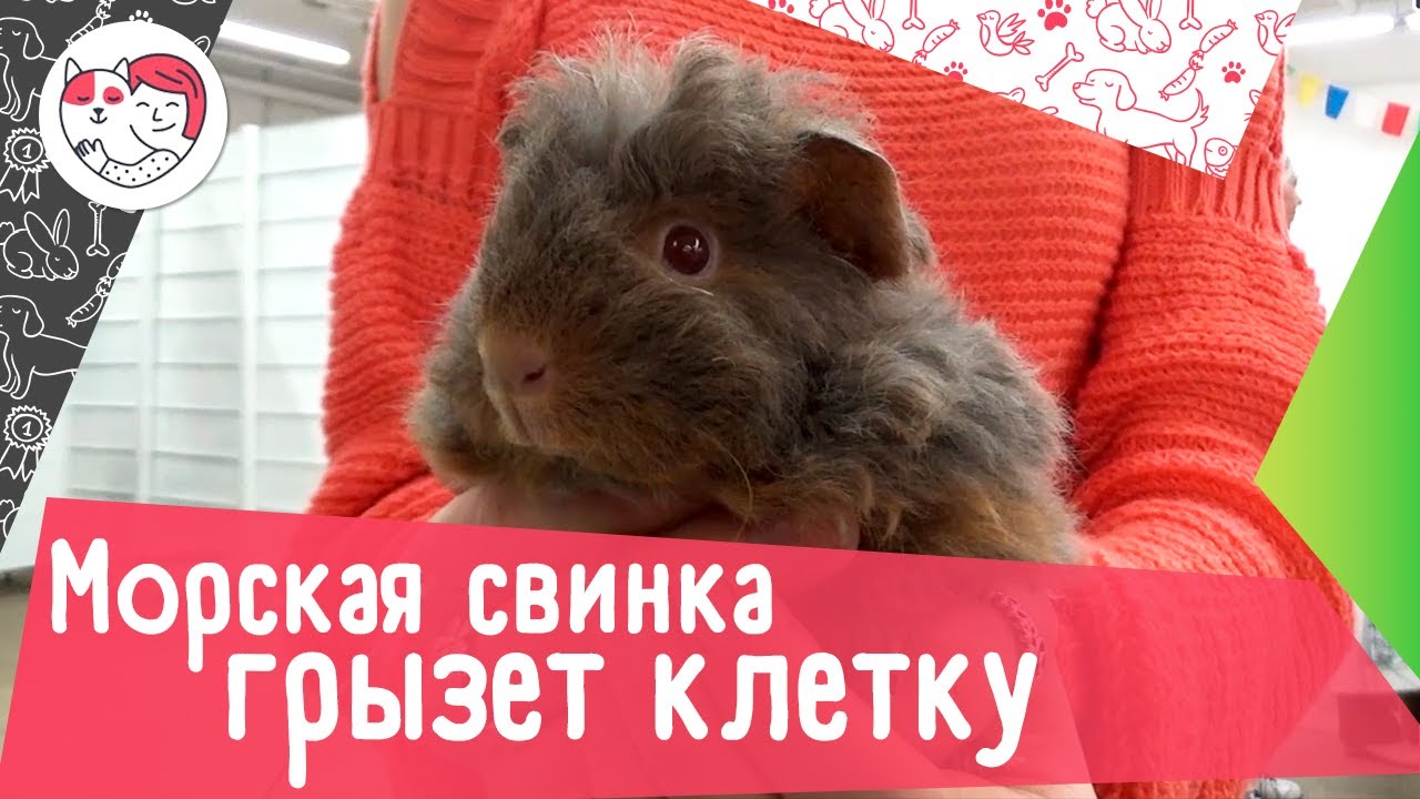 5 способов отучить морскую свинку грызть клетку