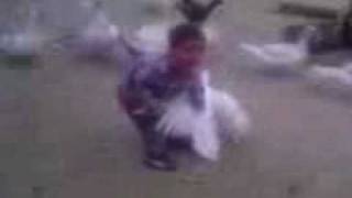 preview picture of video 'quimichis como agarrar un pato'