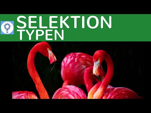 Selection & Selection Types (Disruptive, Stabilizing, Transforming Selection) | Evolution 13