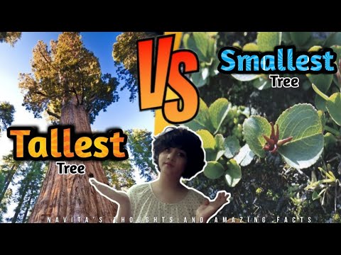 The Tallest tree VS The Smallest tree | Navita's thoughts and amazing facts