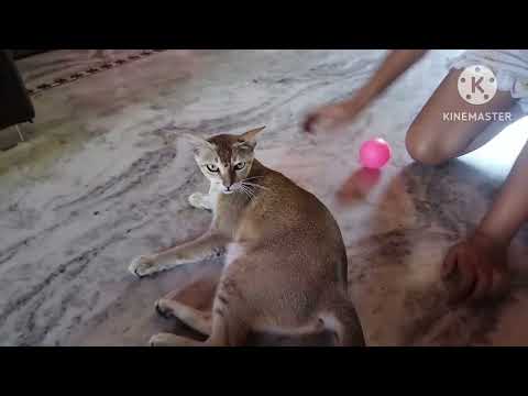 kritika and sweety  playing together....#petlover ❤️#pets