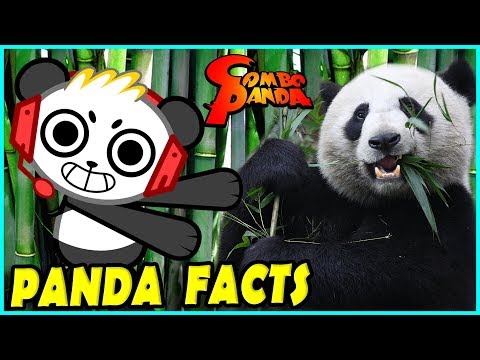 Learn Panda Facts with Combo Panda Educational Video