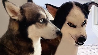 Introducing My Pregnant Rescue to My Dogs Doesn't Go As Planned...