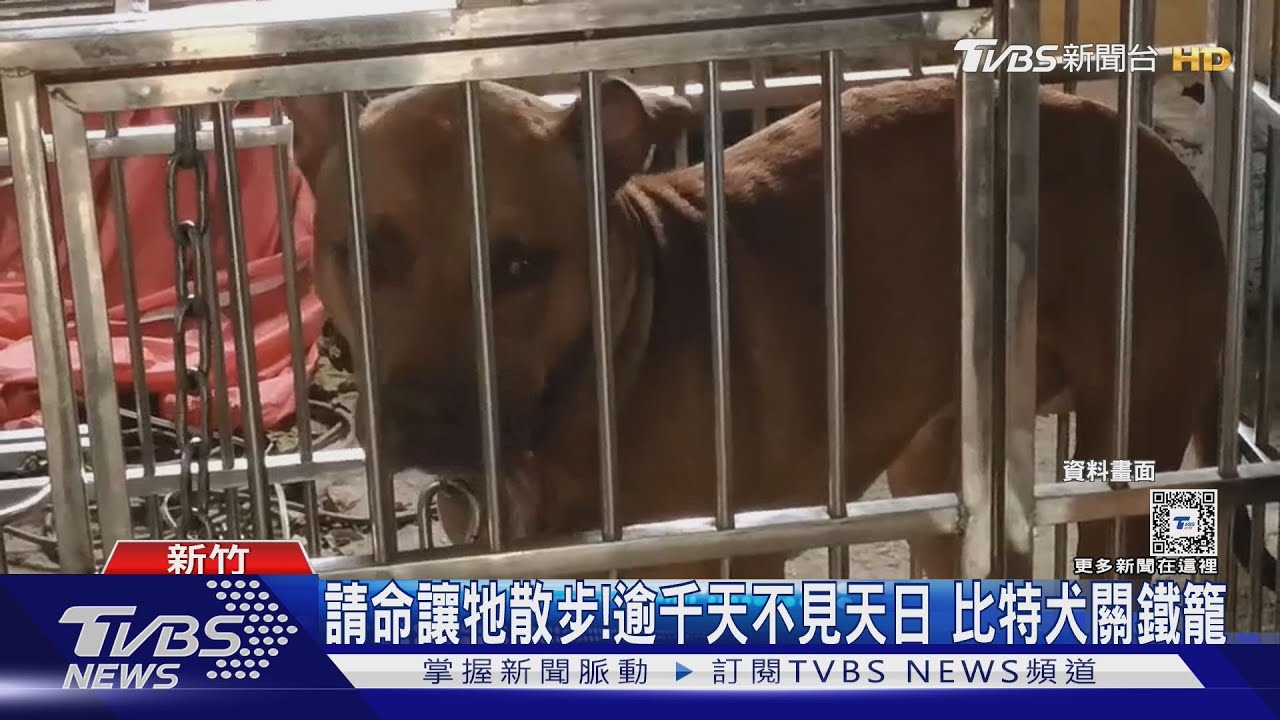 請命讓牠散步!逾千天不見天日 比特犬關鐵籠
