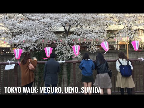 How to Spend 14 Days in Japan - Tokyo Walk Cherryblossom Meguro Ueno Sumida