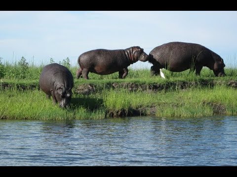 Thiên Đường Của Loài Hà Mã   (  - NatGeo Tiếng Việt)