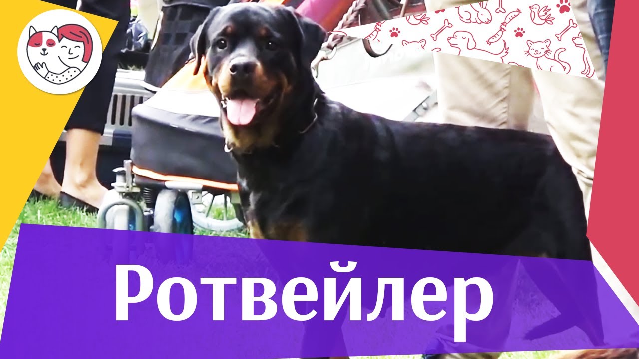 Ротвейлер на ilikepet. Особенности породы, уход