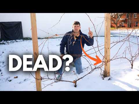 How to Prune Your Grape Vines Like a PRO! 