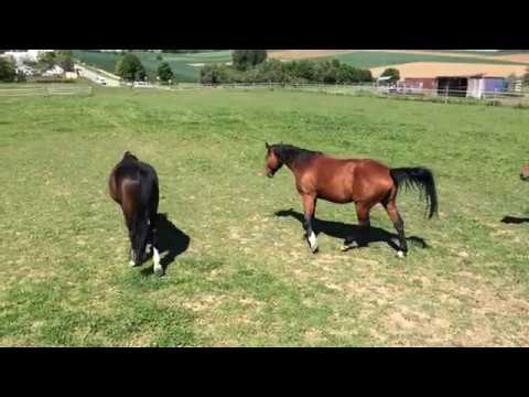 Segantini, Inagata und Cosima auf der Koppel des Offenstalls Mai 2014 Nußdorf