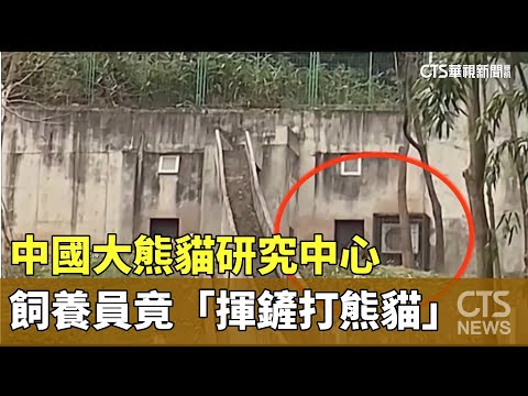 中國大熊貓研究中心　飼養員竟「揮鏟打熊貓」