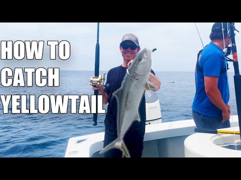 How To Catch Yellowtail Fishing Catalina Island The Tackle And Tips You Need!