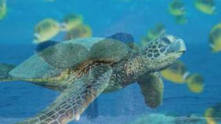 Bay City Rollers - Bye Bye Baby