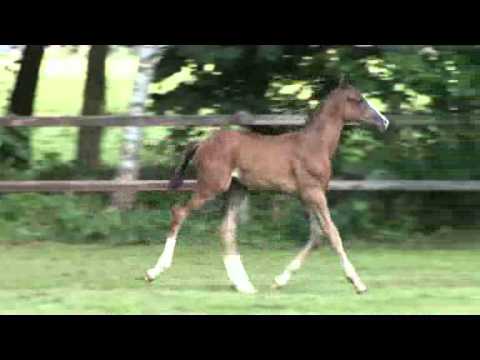 37. Diego van de Tojope Hoeve (Sandro Boy x Pablo)