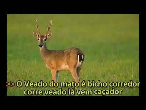 O cacador - Pinduca