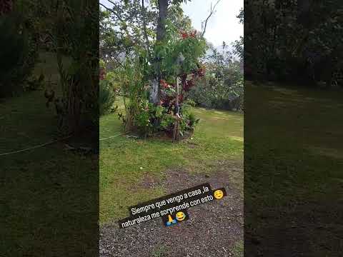 El clima es una bendición 👌🙏ebejico Antioquía