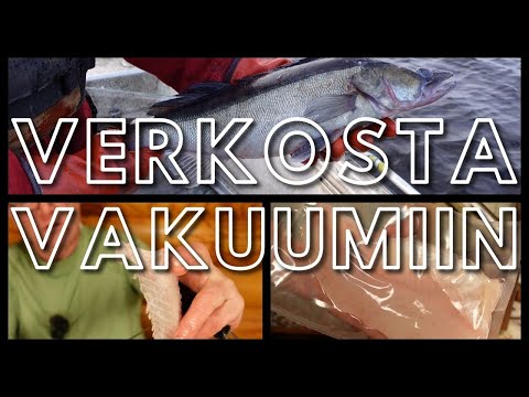 Verkkojen laittoa ja kokemista sekä kalankäsittelyä