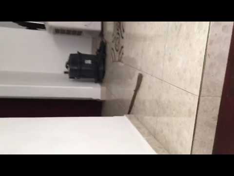 Golden retriever getting ready for his bath