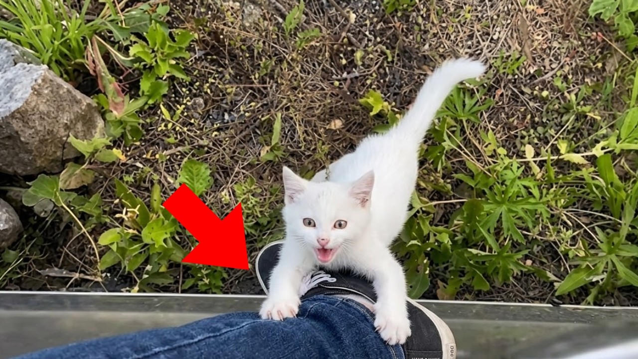 【保護猫】行かないで！また私を一人にするの？【感動する話】