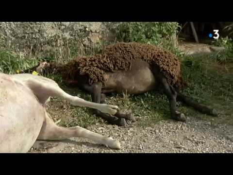 Lozère : les éleveurs réagissent au plan loup