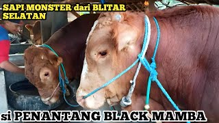 Download lagu SAPI MONSTER JUMBO NON POEL SIAP BERANGKAT KONTES APPSI TULUNG AGUNG‼️🔥 mp3
