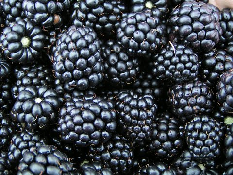 Blackberries 101 - Nutrition and Health Benefits