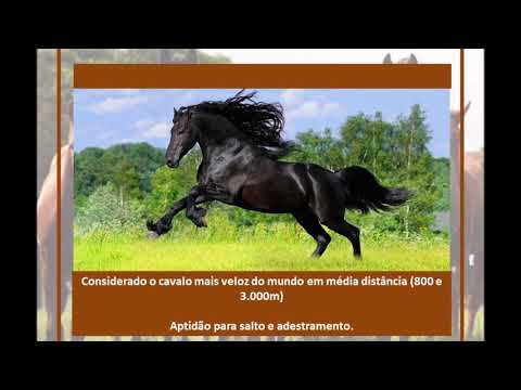 RAÇAS DE CAVALOS - Puro Sangue Inglês