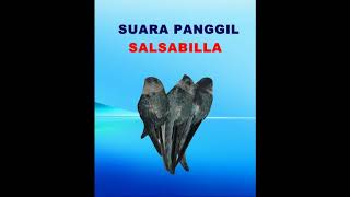 Download lagu Suara panggil walet original,respon mantap memancing anak walet datang. mp3