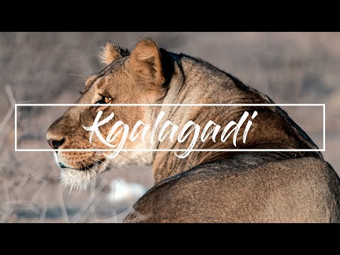 Kgalagadi video