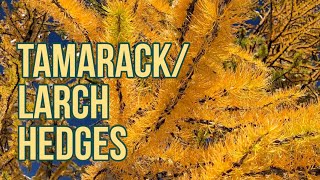 Tamarack / Larch Hedgerows / Screens
