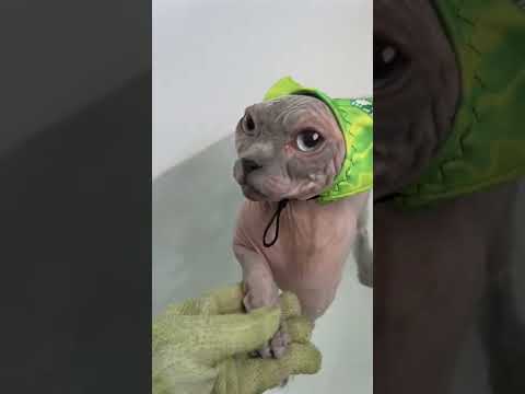 Bath time for Queen Neytiri with some help from Toruk #sphynx #cat
