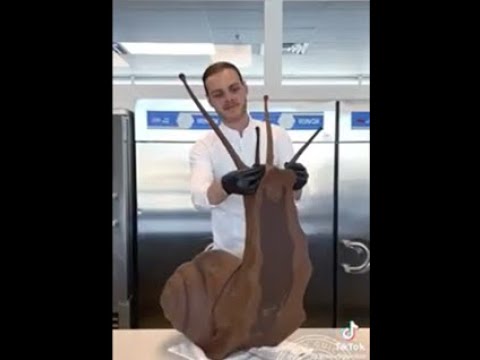 Making a giant snail out of chocolate