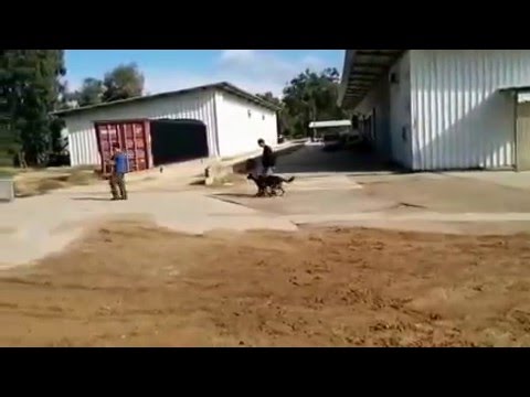 Norg - training at 1 year old! Gilzak kennel