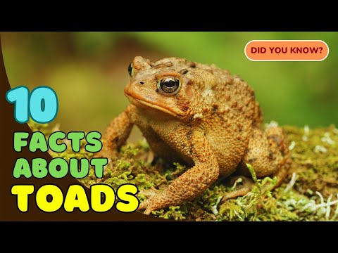 10 Fascinating Facts About Toads You Didn’t Know! 🐸