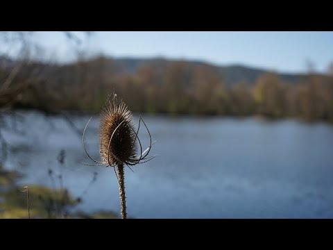 En passant par les étangs de Bas en Basset Haute Loire France ILCE KB Sony A7 HD 1080 Patrick ERTEL