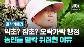 [밀착카메라] 약초? 잡초? 오락가락 행정…농민들 발칵 뒤집힌 이유 / JTBC 뉴스룸