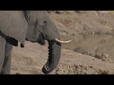 Aug 23, 2017 - Sunset- Ellies - Short Trunk Herd with Tristan